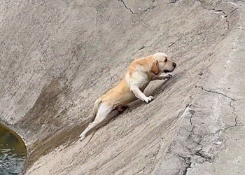 “A Heart-Wrenching Struggle: Dog Trapped in Water, Desperately Trying to Escape the Pit”