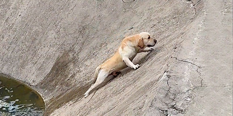 “A Heart-Wrenching Struggle: Dog Trapped in Water, Desperately Trying to Escape the Pit”