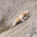 “A Heart-Wrenching Struggle: Dog Trapped in Water, Desperately Trying to Escape the Pit”