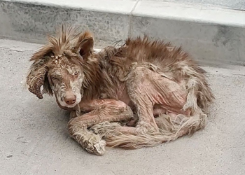 “A Heartwarming Rescue: Red-Haired Alaska Dog’s Miraculous Recovery with the Help of an Angel”