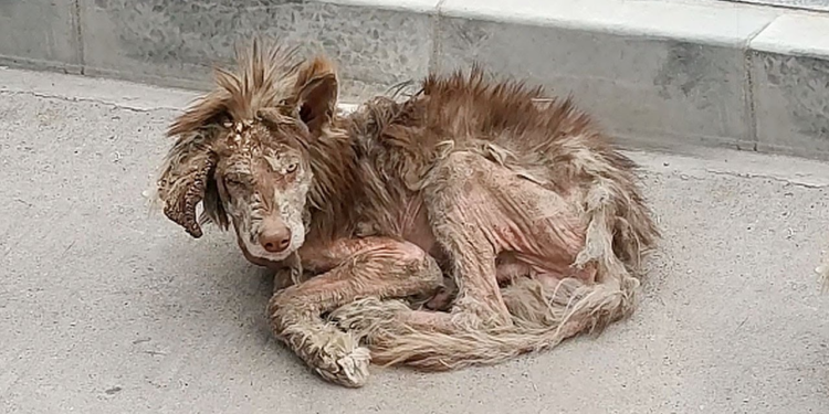 “A Heartwarming Rescue: Red-Haired Alaska Dog’s Miraculous Recovery with the Help of an Angel”