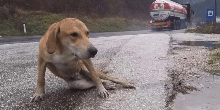 A Heartbreaking Wait: Struggling for Life by the Highway, Lost in the Rain
