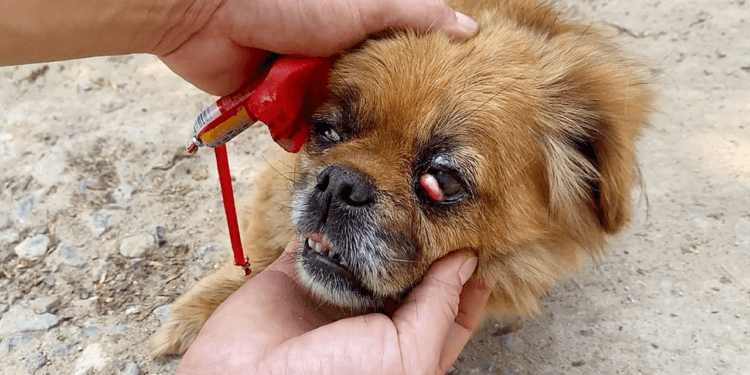 “A Dog’s Last Stand: Abandoned in a Collapsing Home, It Was the Appearance of an Angel That Saved Him”