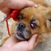 “A Dog’s Last Stand: Abandoned in a Collapsing Home, It Was the Appearance of an Angel That Saved Him”