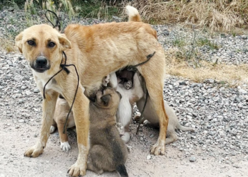 “Bound and Left in the Wilderness: The Miraculous Rescue of a Mother Dog and Her Babies”