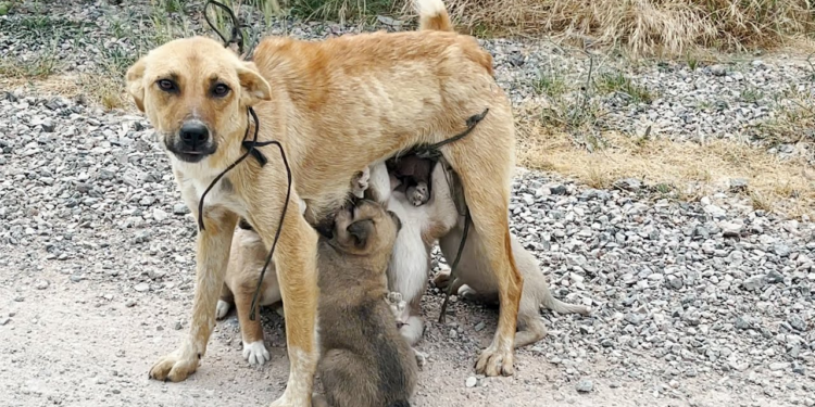 “Bound and Left in the Wilderness: The Miraculous Rescue of a Mother Dog and Her Babies”