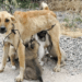 “Bound and Left in the Wilderness: The Miraculous Rescue of a Mother Dog and Her Babies”