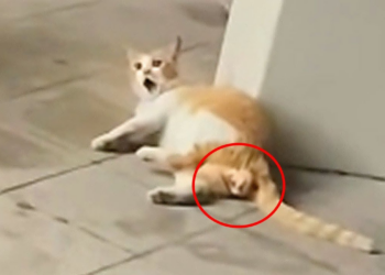 Pregnant Cat in Pain, Screams for Help as Kittens Are Paralyzed