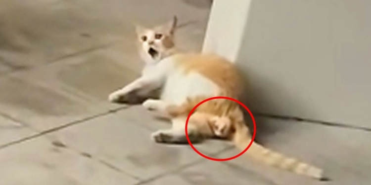 Pregnant Cat in Pain, Screams for Help as Kittens Are Paralyzed
