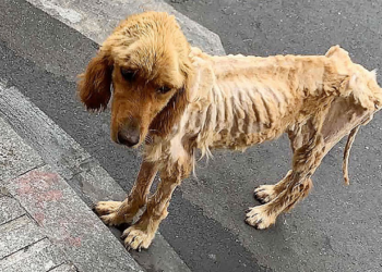From Malnourished to Thriving: The Incredible Transformation of a Rescue Dog