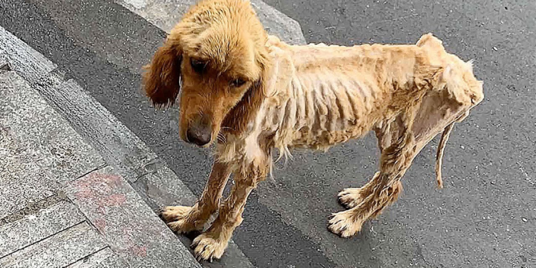 From Malnourished to Thriving: The Incredible Transformation of a Rescue Dog