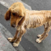 From Malnourished to Thriving: The Incredible Transformation of a Rescue Dog