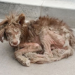 From Despair to Hope: The Transformation of a Red Alaska Dog After Meeting an Angelic Woman