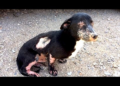 Rescued Homeless Dog Makes a Miraculous Recovery! The Journey of Hope and Healing