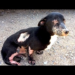 Rescued Homeless Dog Makes a Miraculous Recovery! The Journey of Hope and Healing