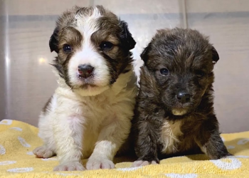 From Abandoned to Adored: Puppies Left Like Trash Find Their Forever Homes