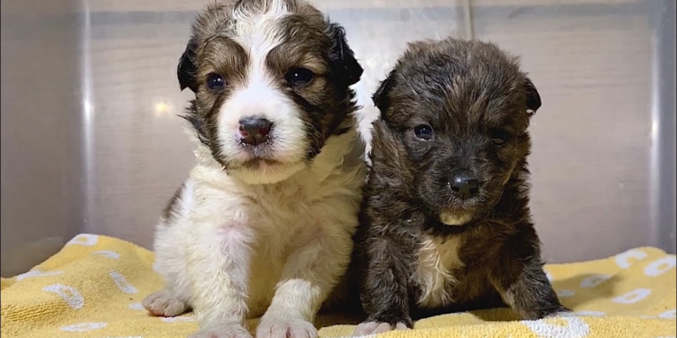 From Abandoned to Adored: Puppies Left Like Trash Find Their Forever Homes