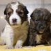 From Abandoned to Adored: Puppies Left Like Trash Find Their Forever Homes