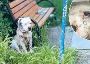 !!Blind Dog Chained and Abused for Life Pleads with Owner for Mercy and Freedom