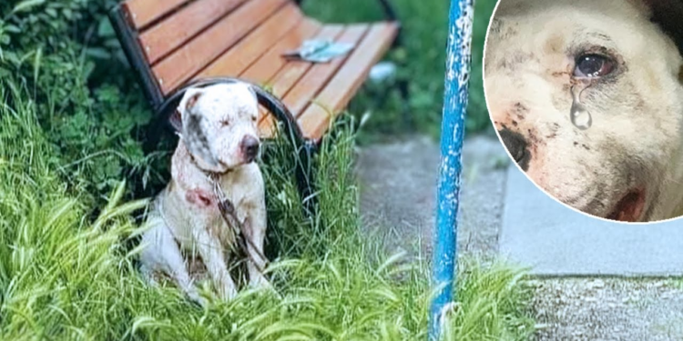 !!Blind Dog Chained and Abused for Life Pleads with Owner for Mercy and Freedom