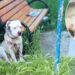 !!Blind Dog Chained and Abused for Life Pleads with Owner for Mercy and Freedom