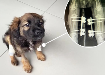 Heartbreaking Moment: Boy Gently Comforts Injured Puppy, Father Shows No Remorse