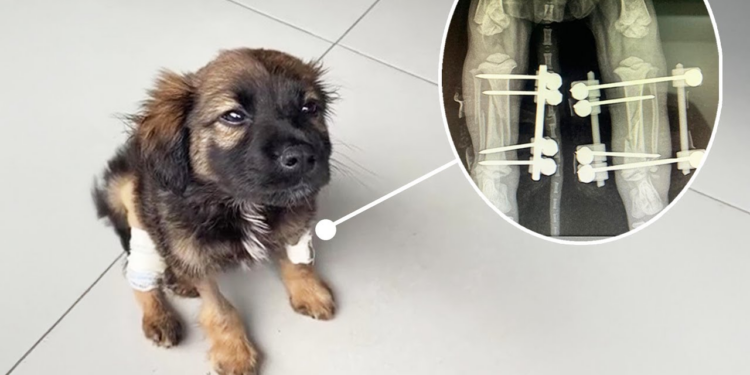 Heartbreaking Moment: Boy Gently Comforts Injured Puppy, Father Shows No Remorse