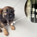 Heartbreaking Moment: Boy Gently Comforts Injured Puppy, Father Shows No Remorse