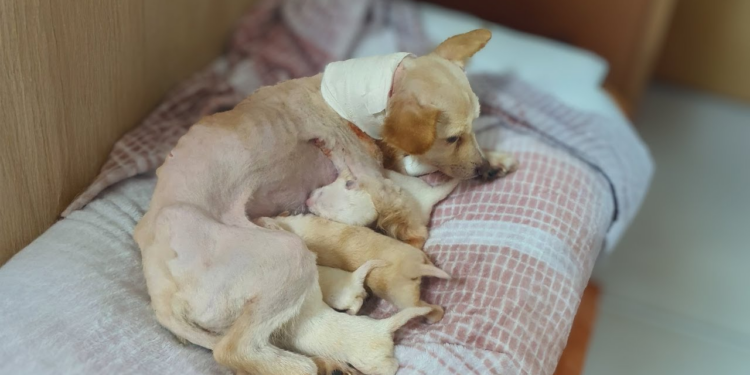 Bound by a Rope, Pregnant Dog Fights Through Pain to Give Birth to Her Puppies