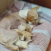 Bound by a Rope, Pregnant Dog Fights Through Pain to Give Birth to Her Puppies