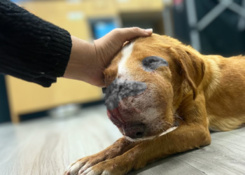 Abandoned in Sickness: A Dog’s Desperate Plea to Her Owner to Stay By Her Side