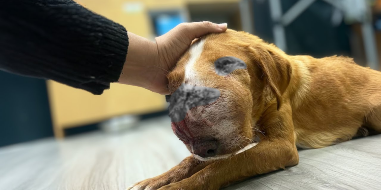 Abandoned in Sickness: A Dog’s Desperate Plea to Her Owner to Stay By Her Side