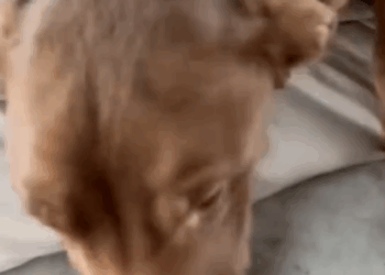 Part 2.Animals Rescue #dogrescue #rescuedog #dogsofttiktok #foryoupage #foryou #dogs