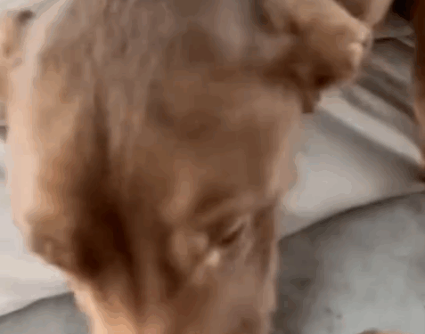 Part 2.Animals Rescue #dogrescue #rescuedog #dogsofttiktok #foryoupage #foryou #dogs