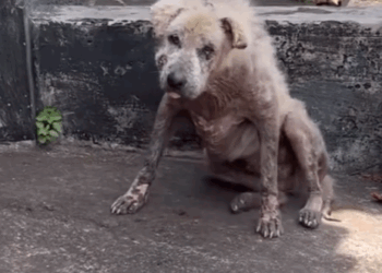 part2.Animals Rescue #dogrescue #rescuedog #dogsofttiktok #foryoupage #foryou #dogs