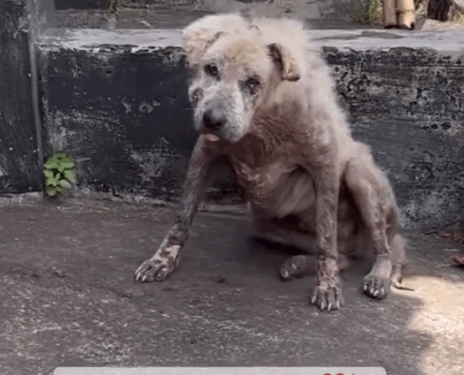 part2.Animals Rescue #dogrescue #rescuedog #dogsofttiktok #foryoupage #foryou #dogs