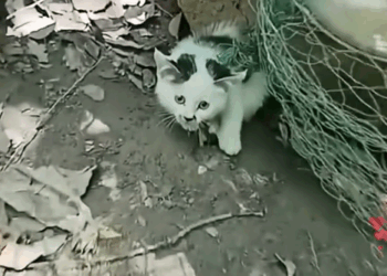A cat was trapped in a net, and a kind person wanted to save her. She was very scared_part2