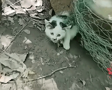 A cat was trapped in a net, and a kind person wanted to save her. She was very scared_part2