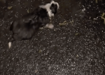 A baby dog was abandoned by someone next to a trash can, and a man took her away_part2