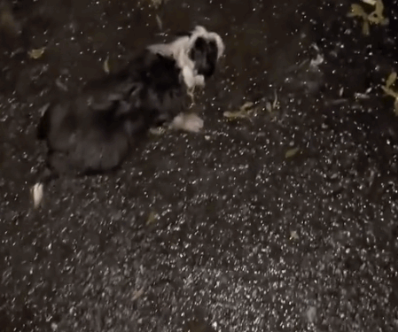 A baby dog was abandoned by someone next to a trash can, and a man took her away_part2