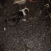 A baby dog was abandoned by someone next to a trash can, and a man took her away_part2