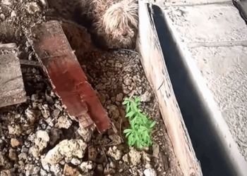 Part2. Animals Rescue #dogrescue #rescuedog #dogsofttiktok #foryoupage #foryou #dogs