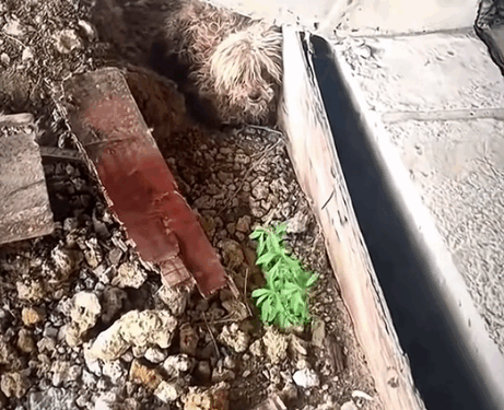 Part2. Animals Rescue #dogrescue #rescuedog #dogsofttiktok #foryoupage #foryou #dogs