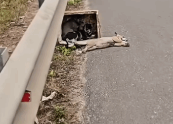 Part2.Animals Rescue #dogrescue #rescuedog #dogsofttiktok #foryoupage #foryou #dogs