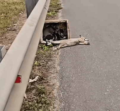 Part2.Animals Rescue #dogrescue #rescuedog #dogsofttiktok #foryoupage #foryou #dogs