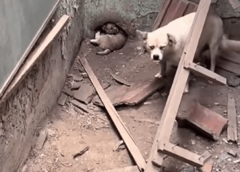 Part2.Animals Rescue #dogrescue #rescuedog #dogsofttiktok #foryoupage #foryou #dogs