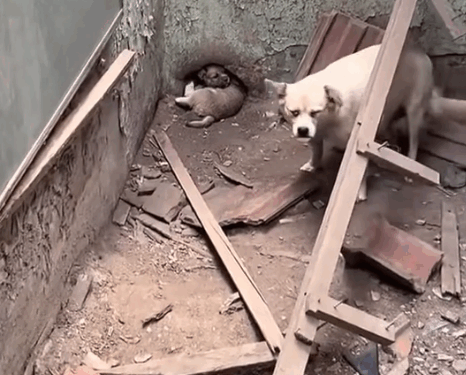 Part2.Animals Rescue #dogrescue #rescuedog #dogsofttiktok #foryoupage #foryou #dogs
