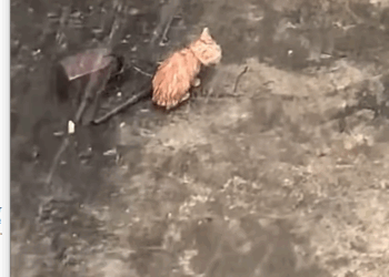 cat #catsoftiktok #poorcat #rescuecat_part2