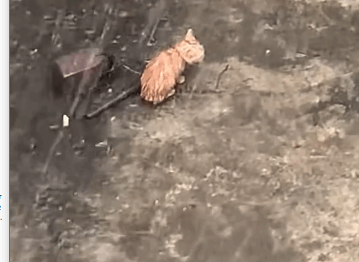 cat #catsoftiktok #poorcat #rescuecat_part2