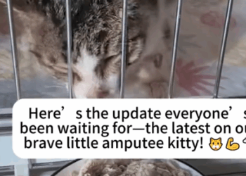 Part2.Animals Rescue #dogrescue #rescuedog #dogsofttiktok #foryoupage #foryou #dogs